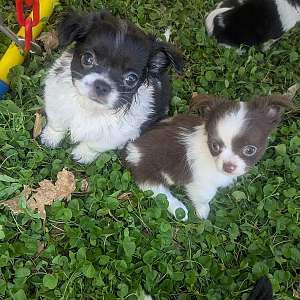 Black n White Long Coat Small Chihuahua Puppies