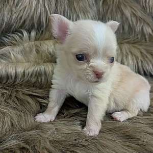 Lisa Marie LC Female Chihuahua