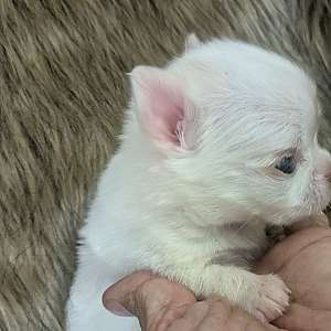 Priscilla LC Female Chihuahua