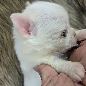 Priscilla LC Female Chihuahua