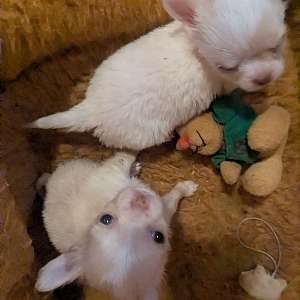 Lisa Marie LC Female Chihuahua