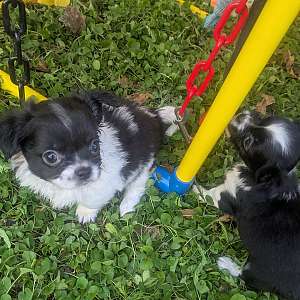 Black n White Oreo