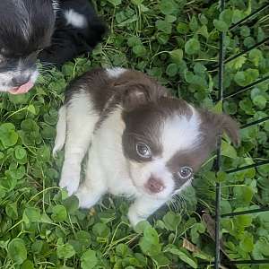 Peanut Apple Head Chihuahua Male