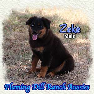 Zeke ~ Mini Black Tri Aussie Male
