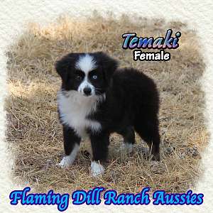 Temaki ~ Toy Black Tri Aussie Female
