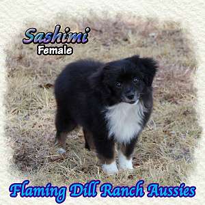 Sashimi ~ Toy Black Tri Aussie Female