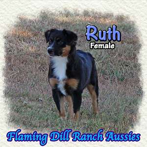 Ruth ~ Mini Black Tri Aussie Female