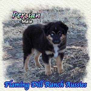 Persian ~ Mini Black Tri Aussie Male