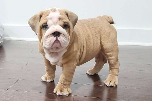 CHURRO - English Bulldog