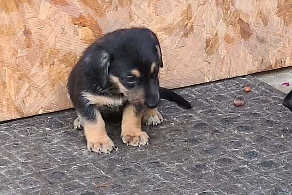 Dauschund German Shepherd Mix