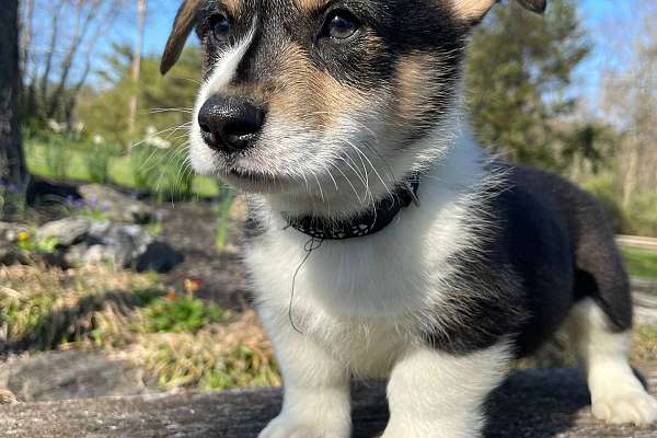 Akc pembroke welsh corgi