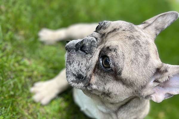 Fenchies Ready For Forever Home