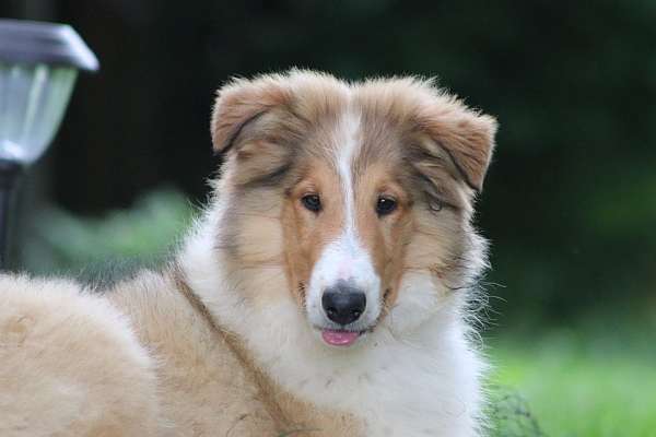 Handsome Rough Collie Boy - Ready to Join Your Life Now.