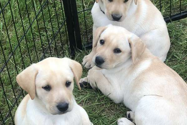 Yellow Lab Puppies For Sale