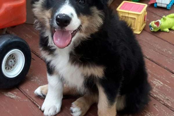 Jackson's Family Farm Border Collie Pup