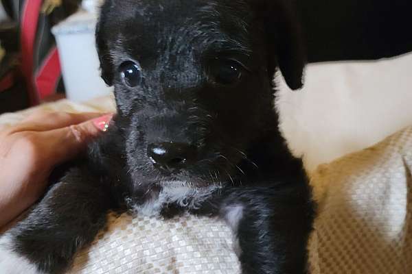 Jackapoo puppies