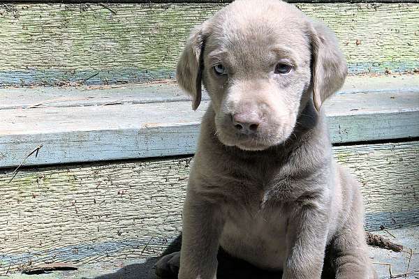 Short Lab Silver Labrador Retriever Pups