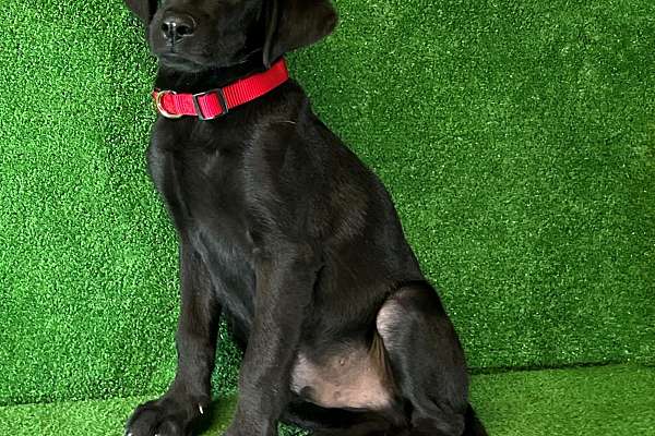 AKC Black Lab Puppies