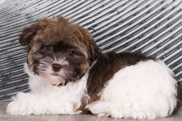 Toby Male Havanese   Male Havanese Puppy 