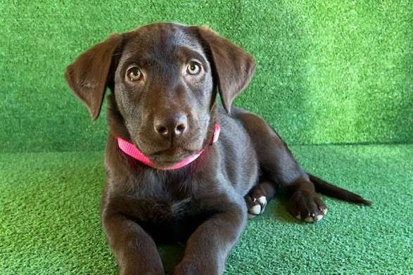 AKC Chocolate And Black Lab Puppies