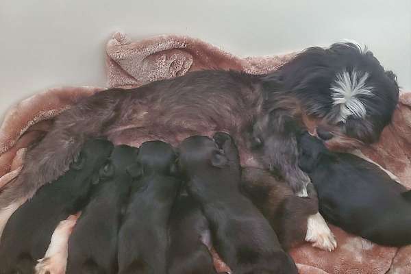 Shorkie Rescue Shorkie puppies ready for Christmas!