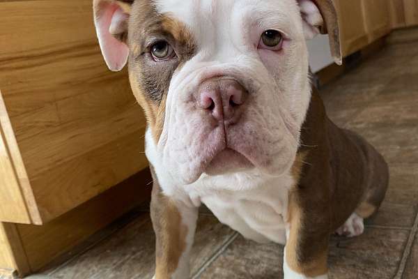 Olde English Bulldogge Puppy