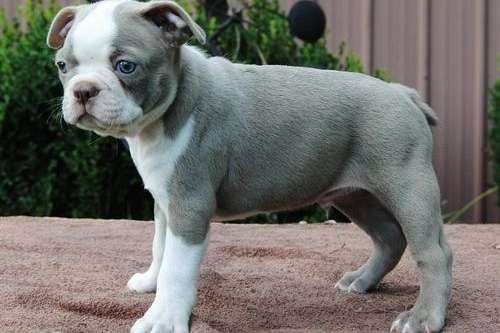 Male and Female Boston Terrier Puppies