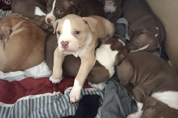 Bully pups