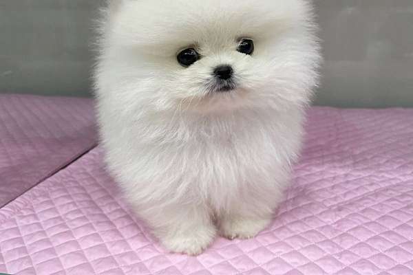Mini Pomeranian Puppies For Sale Website Dogyampomeranian Com 