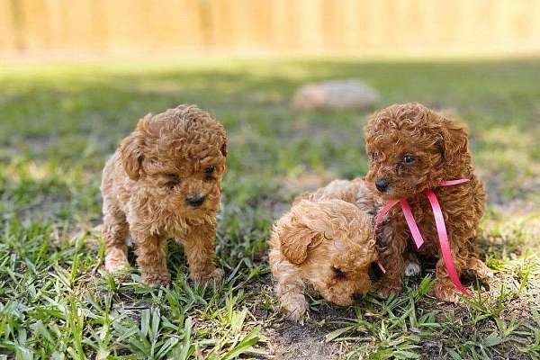 Mixed Brown Curly Haired Poodle 