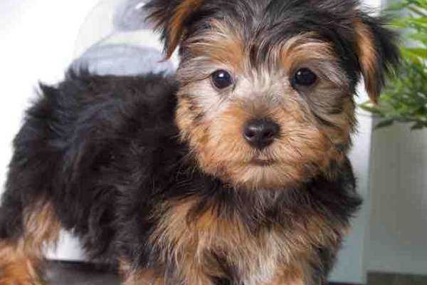 Phillip Male Yorkie   Black Tan Yorkshire Terrier 