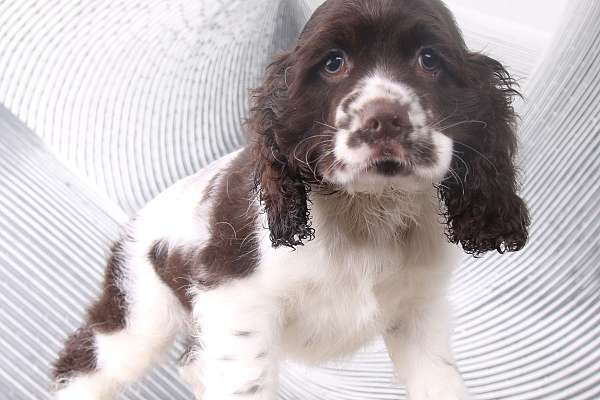 Pointing Cocker Cooper