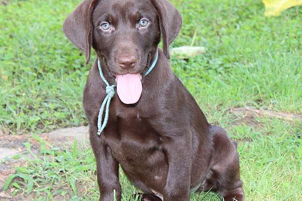 AKC American Labrador pups