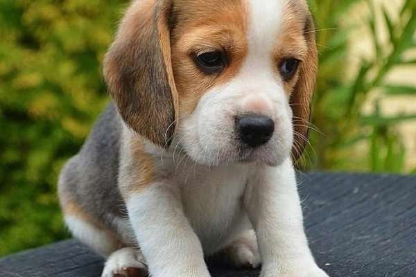 Amazing, Cute and loving Beagle for adoption