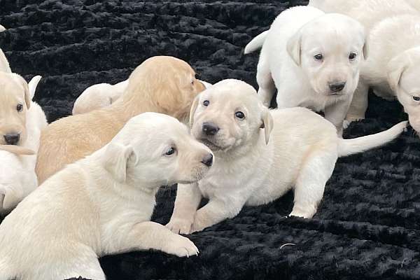 Akc Lab Puppies