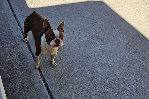 Boston Terrier Female