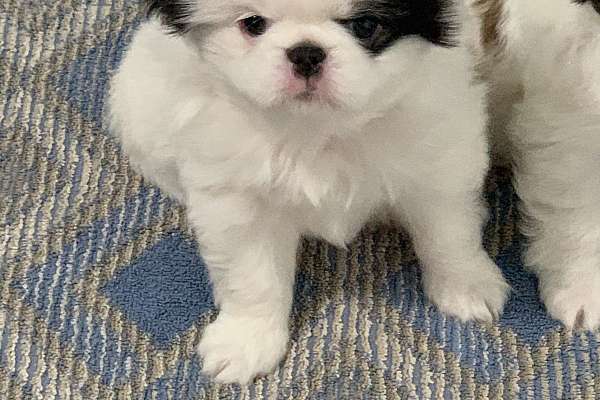 Japanese Chin Male Sable/White 