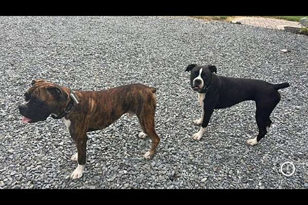 2 AKC Registered Boxers