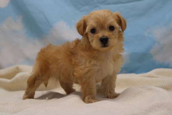 Bruno Male Maltipoo