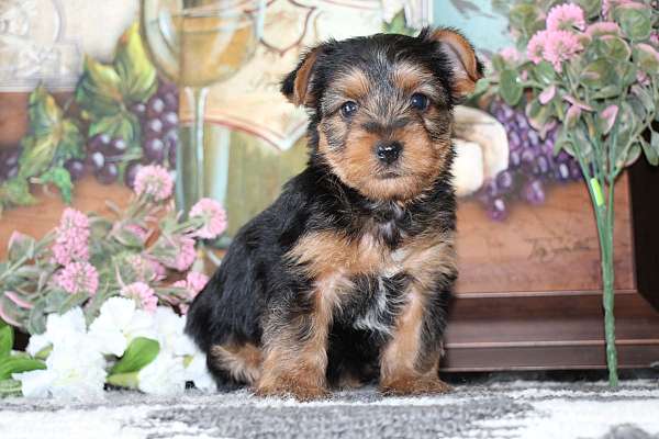 Elliot Male Yorkshire Terrier