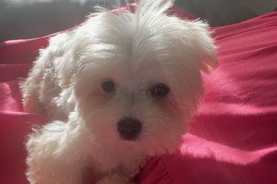 Maltese for sale Male puppy