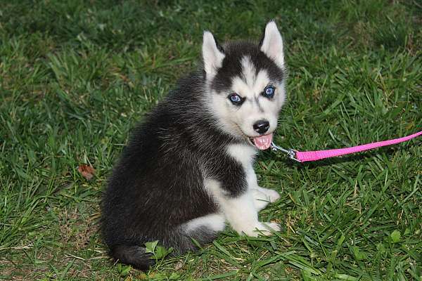 akc reg siberain husky pup male,