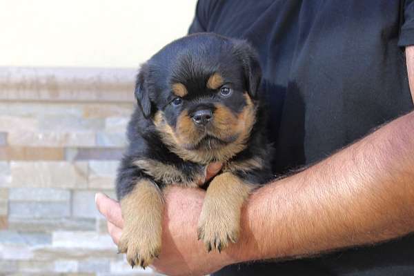 The Best Looking AKC European Rottweiler Puppies