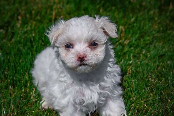 Crystal Female ACA Maltese