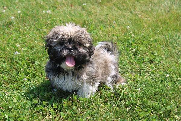 Layla Female Shihtzu