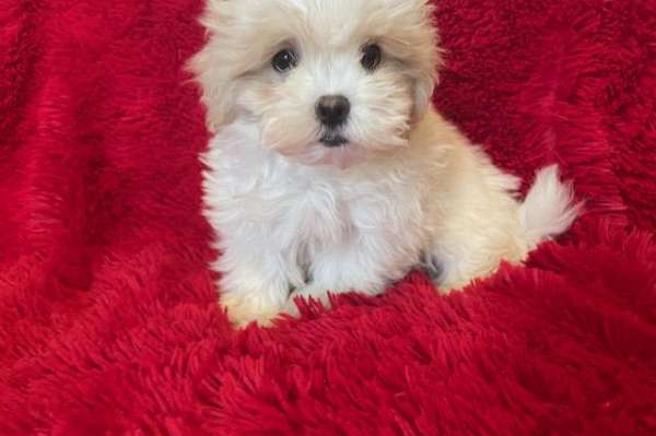 Maltese Shih Tzu Puppies