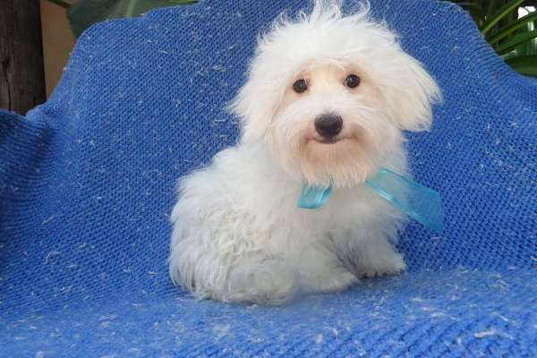 Pure Maltese Puppies