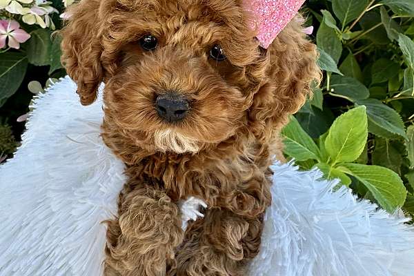 Adorable Cockapoo Puppies Health Tested and Family Raised
