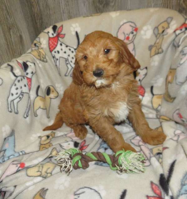 mixed-miniature-goldendoodle-puppy