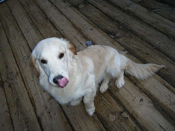 mixed-miniature-goldendoodle-puppy